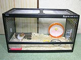 ゴールデン比較