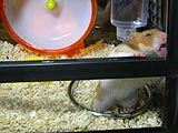 噛んで明ける