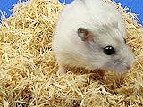 繊維タイプの広葉樹のチップ