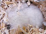 ダニの付いた死体