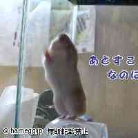 「もうちょっとで届くのに・・・」のハムスター
