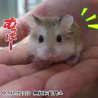 「逃げない・・・」のハムスター