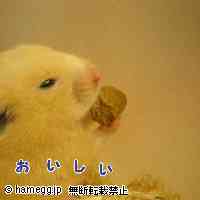 「・・・」のハムスター