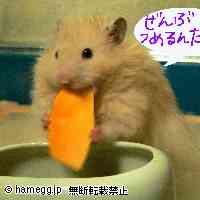 「それは入らないよ・・・」のハムスター
