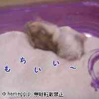 「寝転んだコジローちゃん」のハムスター