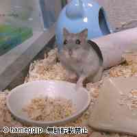 「・・・・・・・・ごはんは？」のハムスター