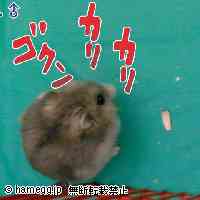 「やせてた時のドル君です（わら」のハムスター