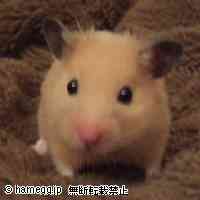 「「ふむふむ・・」」のハムスター