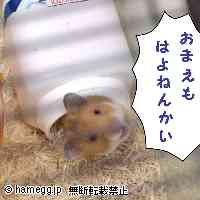 「うるさいのは飼い主」のハムスター