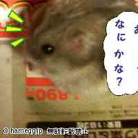 「おやッ？？」のハムスター