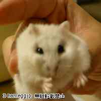 「あぁん？」のハムスター