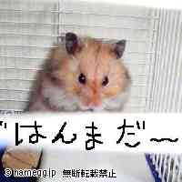 「おなかすいたなぁ〜。」のハムスター