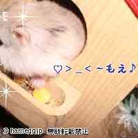 「きらきら～～」のハムスター