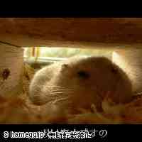 「まったり」のハムスター