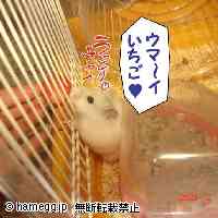 「イチゴを食べるバニラちゃん」のハムスター