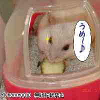 「なぜそこで?」のハムスター