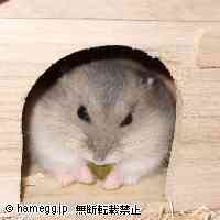 「はじめての味」のハムスター