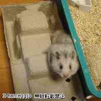 「顔が変形しました^_^;」のハムスター