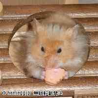 「埋もれてますが・・・うまうまぁ～♪」のハムスター