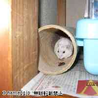 「室外飼い＾＾」のハムスター