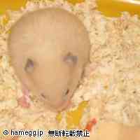 「新しい・・」のハムスター