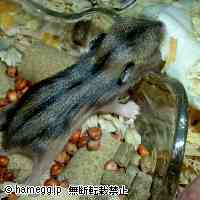 「ぬぉぉぉぉぉぉ！」のハムスター