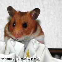 「上からの眺めはいいなー」のハムスター
