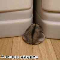 「隠れてるつもり！？」のハムスター