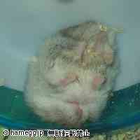 「ｚｚｚ・・・」のハムスター