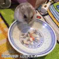 「ちょこ、おやつを食べる♪」のハムスター