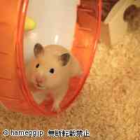 「(oωo )" ヒャッホーイ！」のハムスター