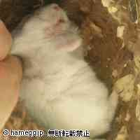 「眠り姫．．．．」のハムスター