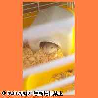 「顔が出てますよ諸見里さん。」のハムスター