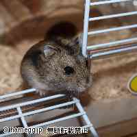 「びびちゃん」のハムスター