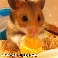 「みかんて美味しいね♪」のハムスター