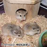 「ロボまっしぐら」のハムスター