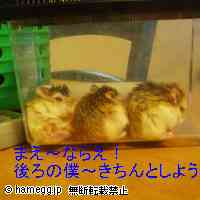 「前〜ならえ！」のハムスター