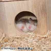 「ぐぅぐぅ」のハムスター