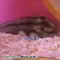 「フゥー眠いナァー」のハムスター