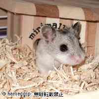 「ん？なんだろう、あれ。」のハムスター