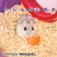 「にんじんたべる」のハムスター