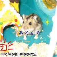 「エサちょうだい」のハムスター
