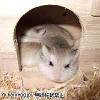 「ねむいの･･･」のハムスター