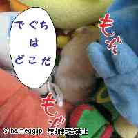 「ポケモンの仲間になりたい」のハムスター