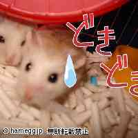 「ぼくらちみーず！」のハムスター