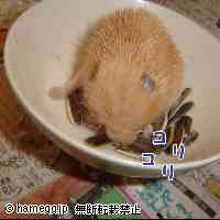 「ウチのＭｏｕｓｅ」のハムスター