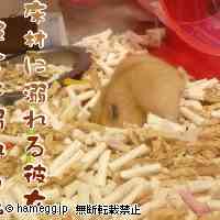 「溺れる彼女と溺れる私。」のハムスター