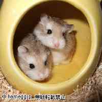 「なんだろ？」のハムスター