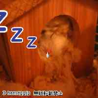 「ｚｚｚ〜」のハムスター