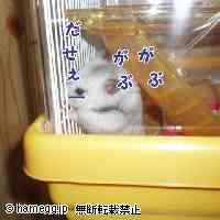 「だせぇー」のハムスター